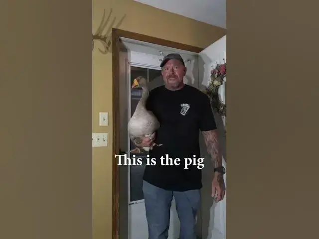 Video thumbnail for This is the pig I've been sleeping with... #Pig #joke #fyp #dadjoke #funny