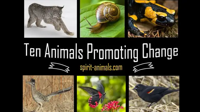 'Video thumbnail for Ten Animals Promoting Change'