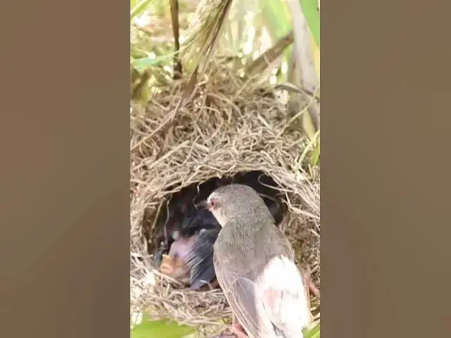 Video thumbnail for Wild babies Eat Food on Nest EP051 #bird #birds #birdnest #birdwatching #shortvideo #bikelover #catc