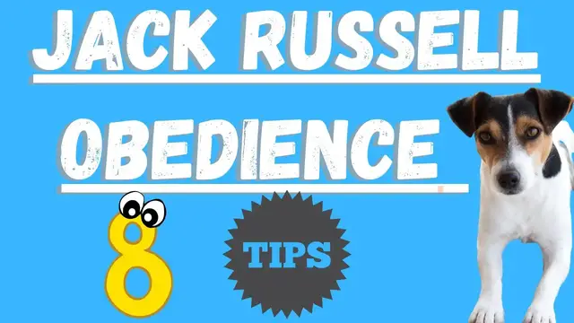 Video thumbnail for Jack Russell Terriers (8 Ways To Improve Obedience)
