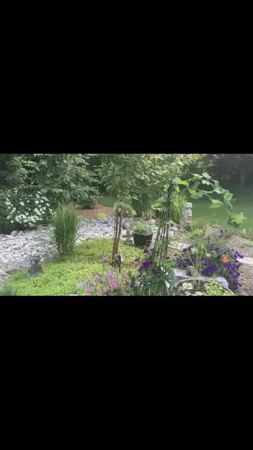 'Video thumbnail for A woodland garden path'