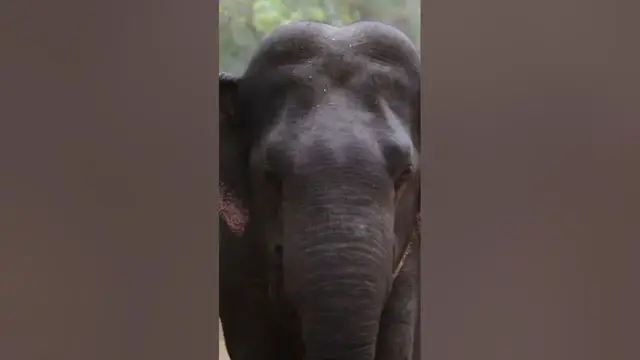 Video thumbnail for Elephant too close #shorts