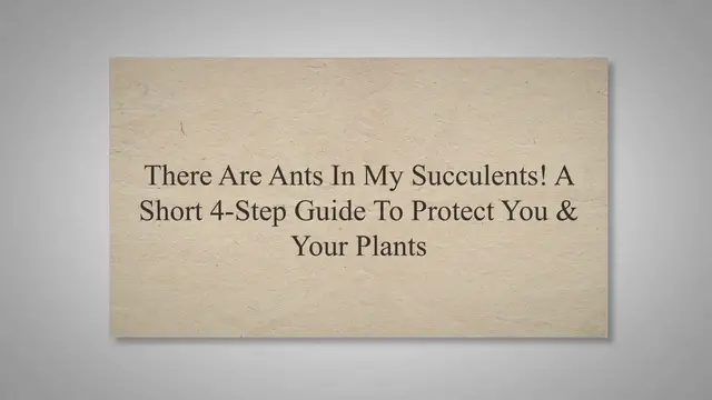 'Video thumbnail for There Are Ants In My Succulents! A Short 4-Step Guide To Protect You & Your Plants'