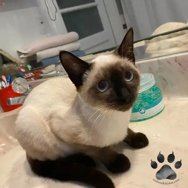 Video thumbnail for Siamese Cat Not Vocal- Should You Be Worried?