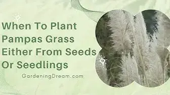 Video thumbnail for When To Plant Pampas Grass Either From Seeds Or Seedlings