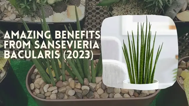 'Video thumbnail for Amazing Benefit From Sansevieria Bacularis (2023)'