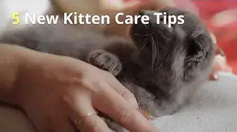 Video thumbnail for 5 New Kitten Care Tips