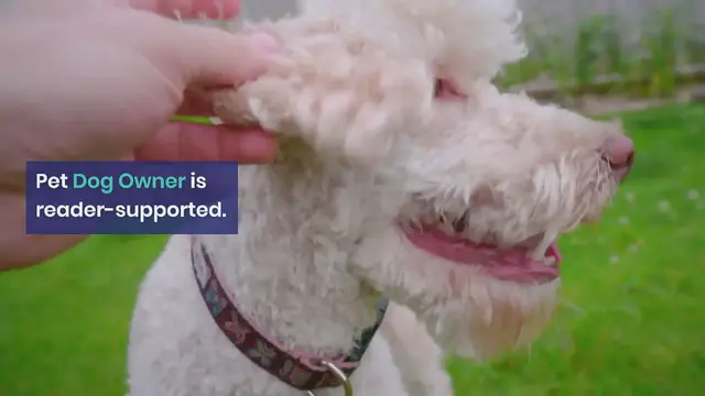 Video thumbnail for Why does my dog lay its head on me?