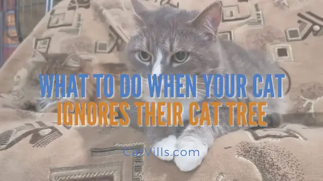 Video thumbnail for WHAT TO DO WHEN YOUR CAT IGNORES THEIR CAT TREE