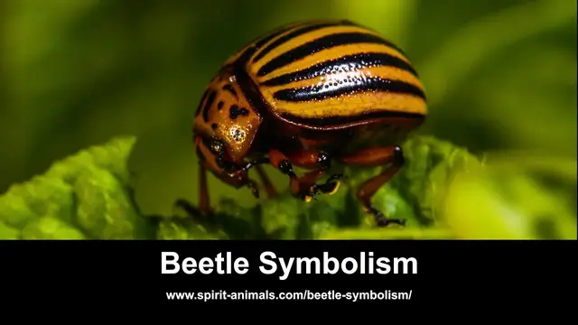 Video thumbnail for Beetle Symbolism