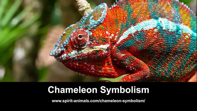 Video thumbnail for Chameleon Symbolism