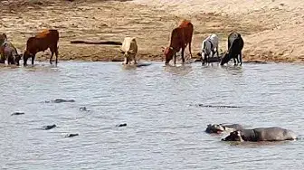 Video thumbnail for Crocodiles Catch Cow Then Hippos Steal It!