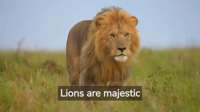 Video thumbnail for Leaping Lions: Uncovering Fascinating Facts About Lion Behavior