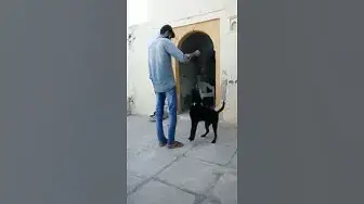 'Video thumbnail for Amazing Jump By A Dog video from my whatsapp status video collection'