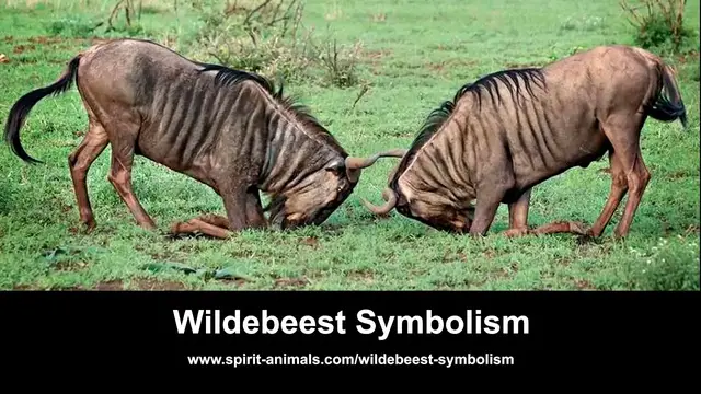 'Video thumbnail for Wildebeest Symbolism'