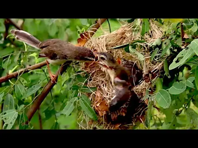 'Video thumbnail for In nest alot babie bird hungry eat food'