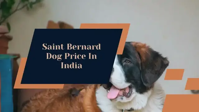 'Video thumbnail for Saint Bernard Dog Price In India [How To Buy In The Cheapest Way in 2022]'