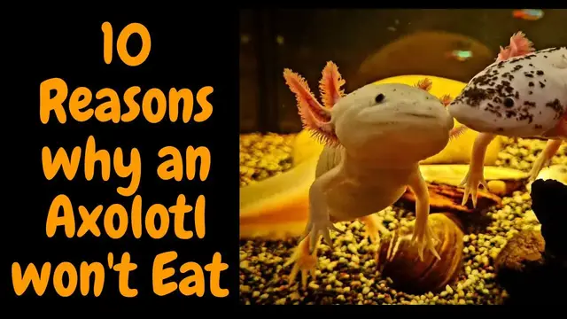 'Video thumbnail for 10 Reasons why an Axolotl won't Eat'