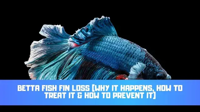 Video thumbnail for Betta Fish Fin Loss (Why It Happens, How To Treat It & How To Prevent It)