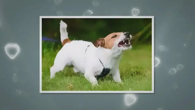 'Video thumbnail for Guides on how to socialize a growling dog'