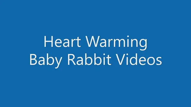 Video thumbnail for Heart Warming Rabbit Videos