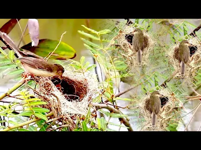 'Video thumbnail for Babie bird on nest aft field on grass criea to eat food'