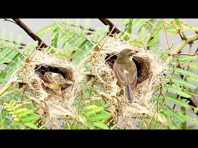 'Video thumbnail for Small nest bird, Momy's bird eat food now'