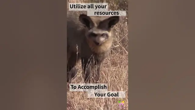 'Video thumbnail for Bat Eared Fox Message'