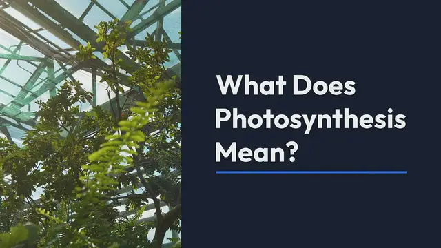 Video thumbnail for Photosynthesis Equation - razmonweb
