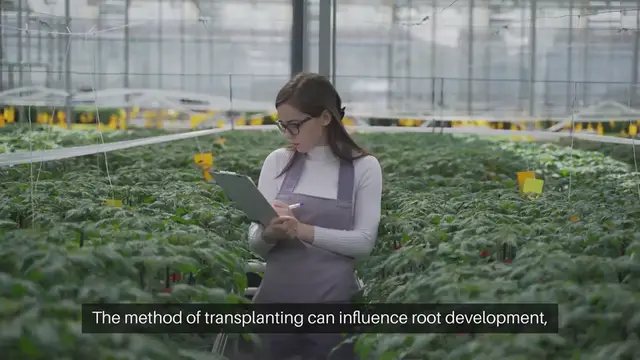 Video thumbnail for Transplant Tomatoes in 3 Different Ways