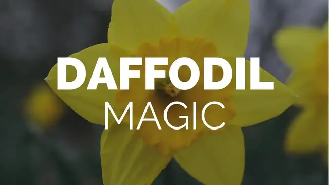 Video thumbnail for The Spring's Trumpet: The Magic of Daffodil -- Magical Herbs