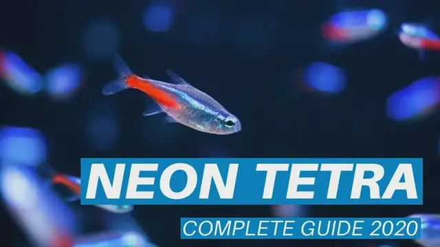 Video thumbnail for NEON_TETRA