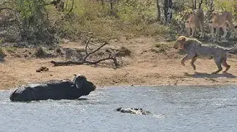 Video thumbnail for Herd Rescues Buffalo from Lions and Crocodiles!