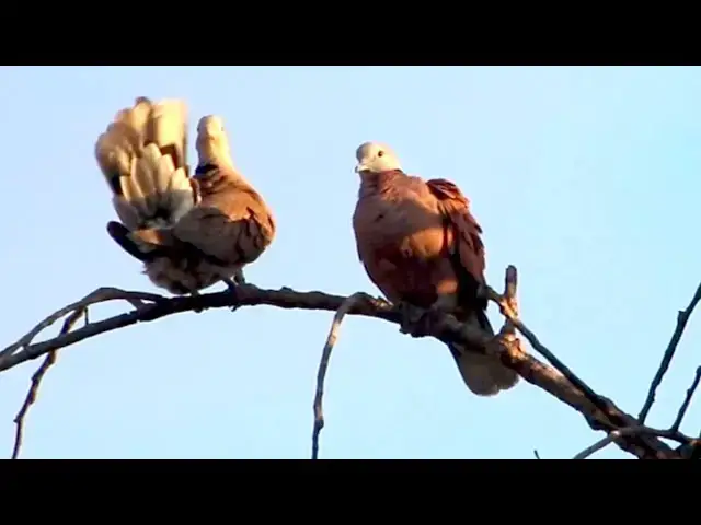 'Video thumbnail for Wow haunsome wild dove in forest'