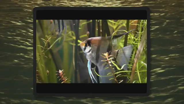 Video thumbnail for Sexing Angelfish – Male or Female?