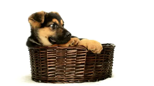 Video thumbnail for German Shepherd vs Other Breeds