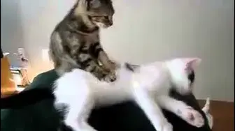 'Video thumbnail for O Gato massagista'