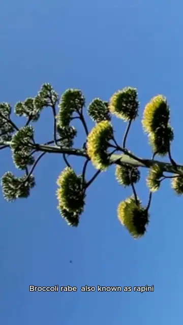 Video thumbnail for broccoli rabe recipe