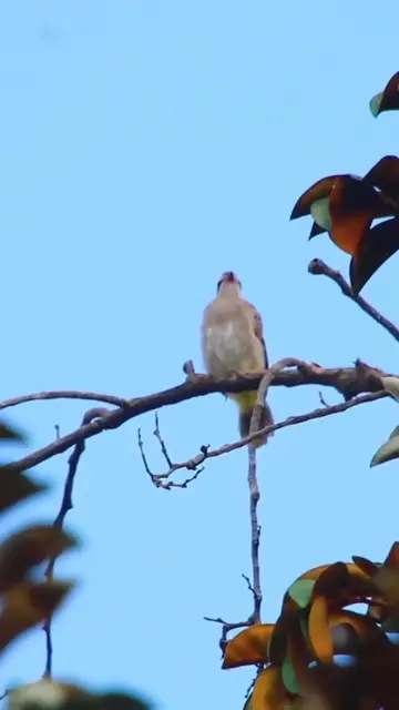 Video thumbnail for Thrush Monticola solitarius bird EP.008 #birds #avianaffection #babyanimal #avian #rain #babybird