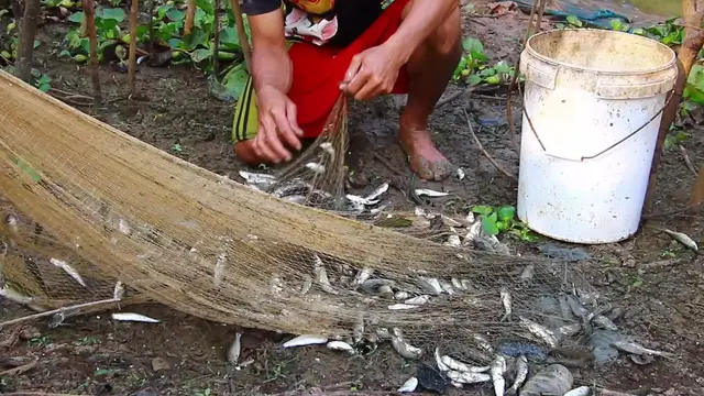 'Video thumbnail for A lot fish man catch all it'