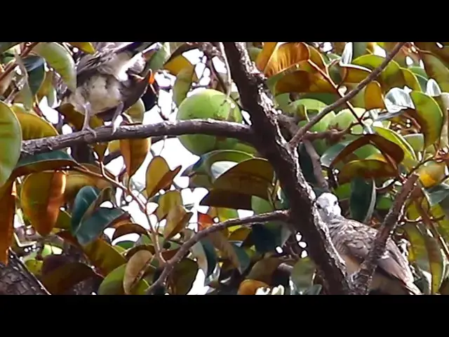 Video thumbnail for small widl dove birds on tree of fruit - baby dove bird