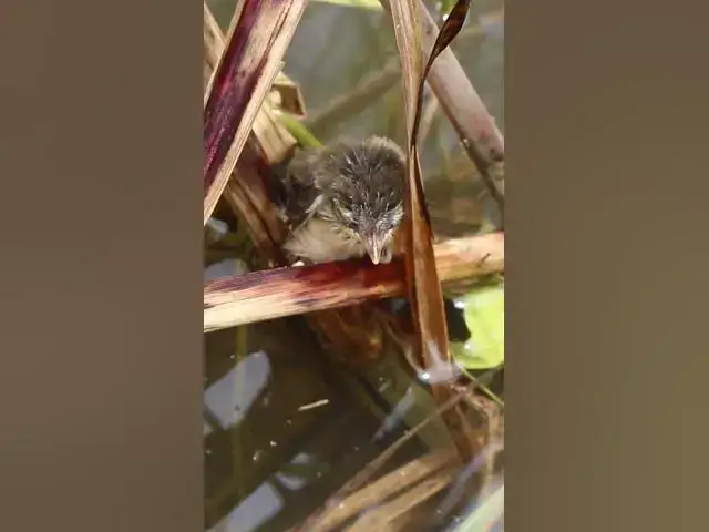 Video thumbnail for Baby Sparrow