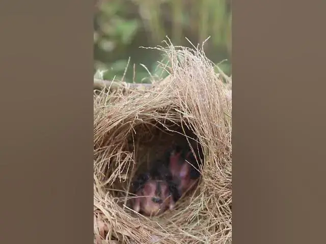 Video thumbnail for Egg & Baby Golden Bird #Peculiar #Eggs #Wild Birds #Forest #Unique #Nesting #Habitats #Avian