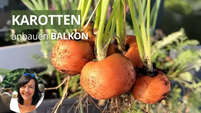 'Video thumbnail for Karotten auf dem Balkon anbauen - die wichtigsten Tipps von der Aussaat bis zur Ernte'