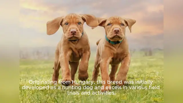 Video thumbnail for Vizsla