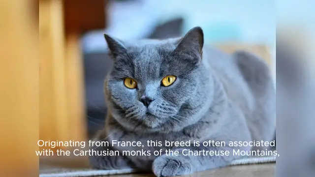 'Video thumbnail for Chartreux'