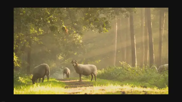 'Video thumbnail for Best Animals Names'