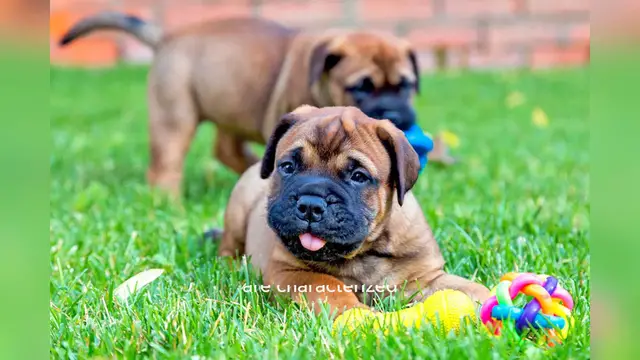 Video thumbnail for Bullmastiff
