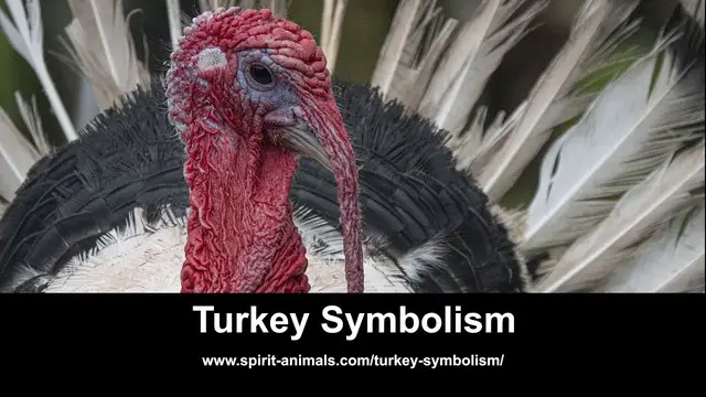 Video thumbnail for Turkey Symbolism