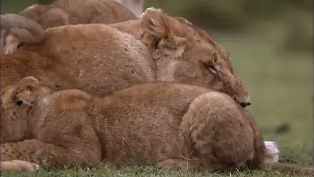 Video thumbnail for Lion Cub Playing With Lioness